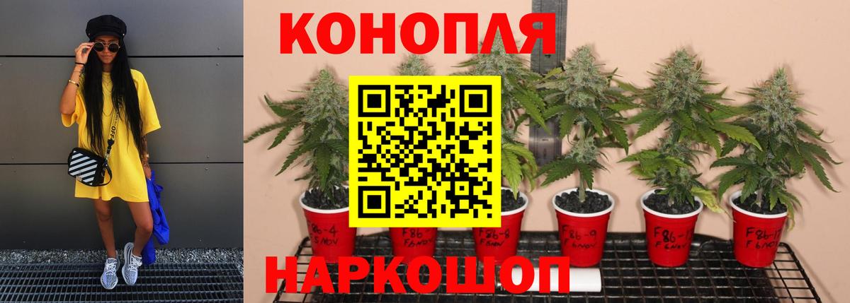 Бошки Шишки тримм  Шишки марихуана конопля  Бошки марихуана VHQ  Вход с VPN  Лангепас  Каннабис Amnesia 